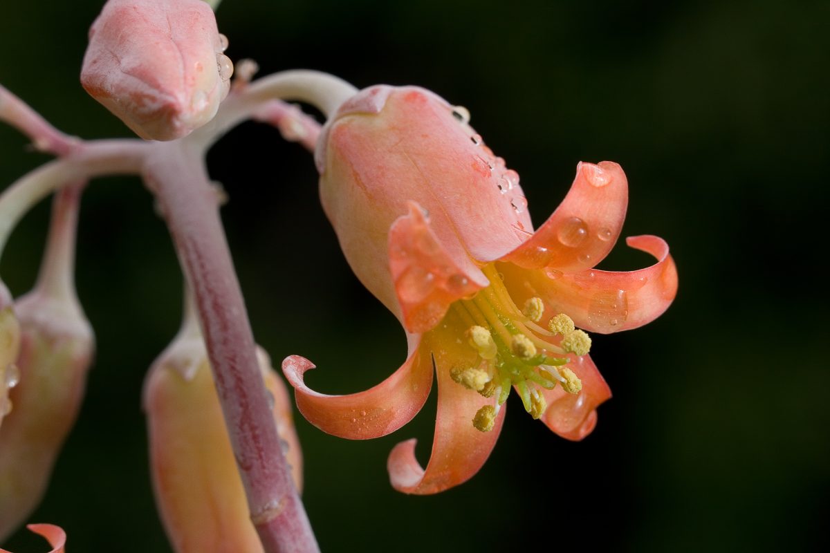 A close up of a fleshy small peach coloured flower with six petals and a cluster of yellow central stalks. There are rain drops in the flower