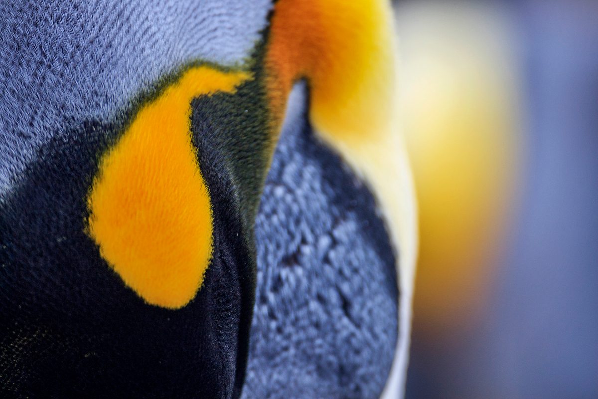 Close up of penguin