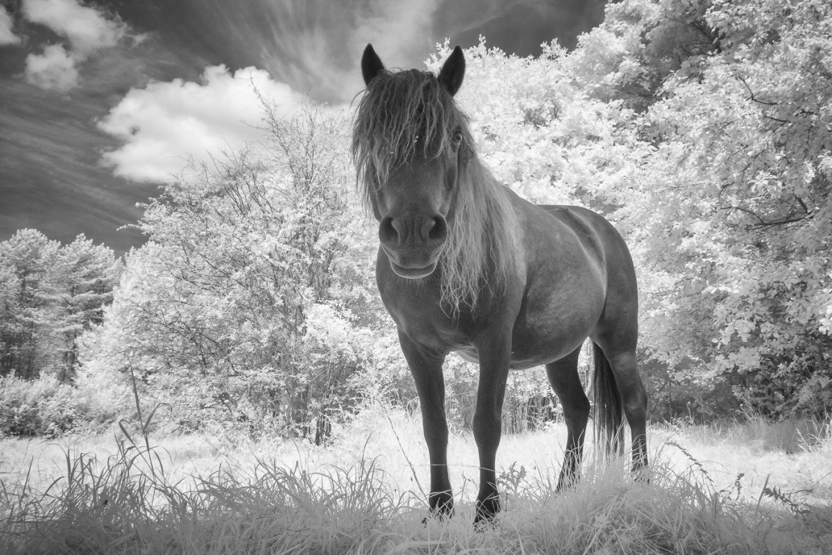 Black and white image of a horse in field