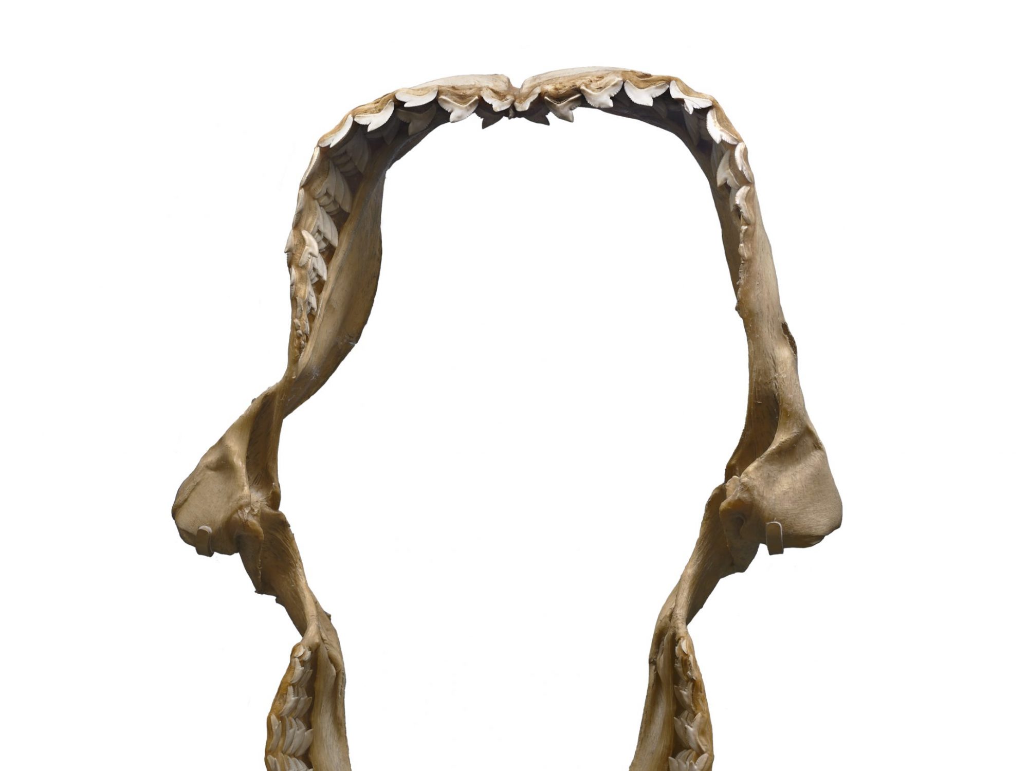 Tiger shark jaw