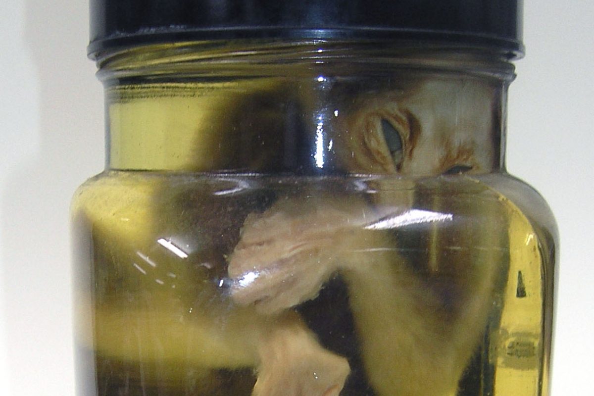 A cramped slow loris in fluid