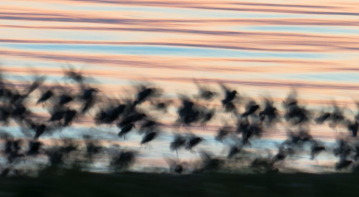 Infared image of black bird