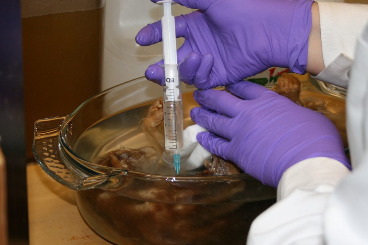 Gloved hands injecting the slow loris