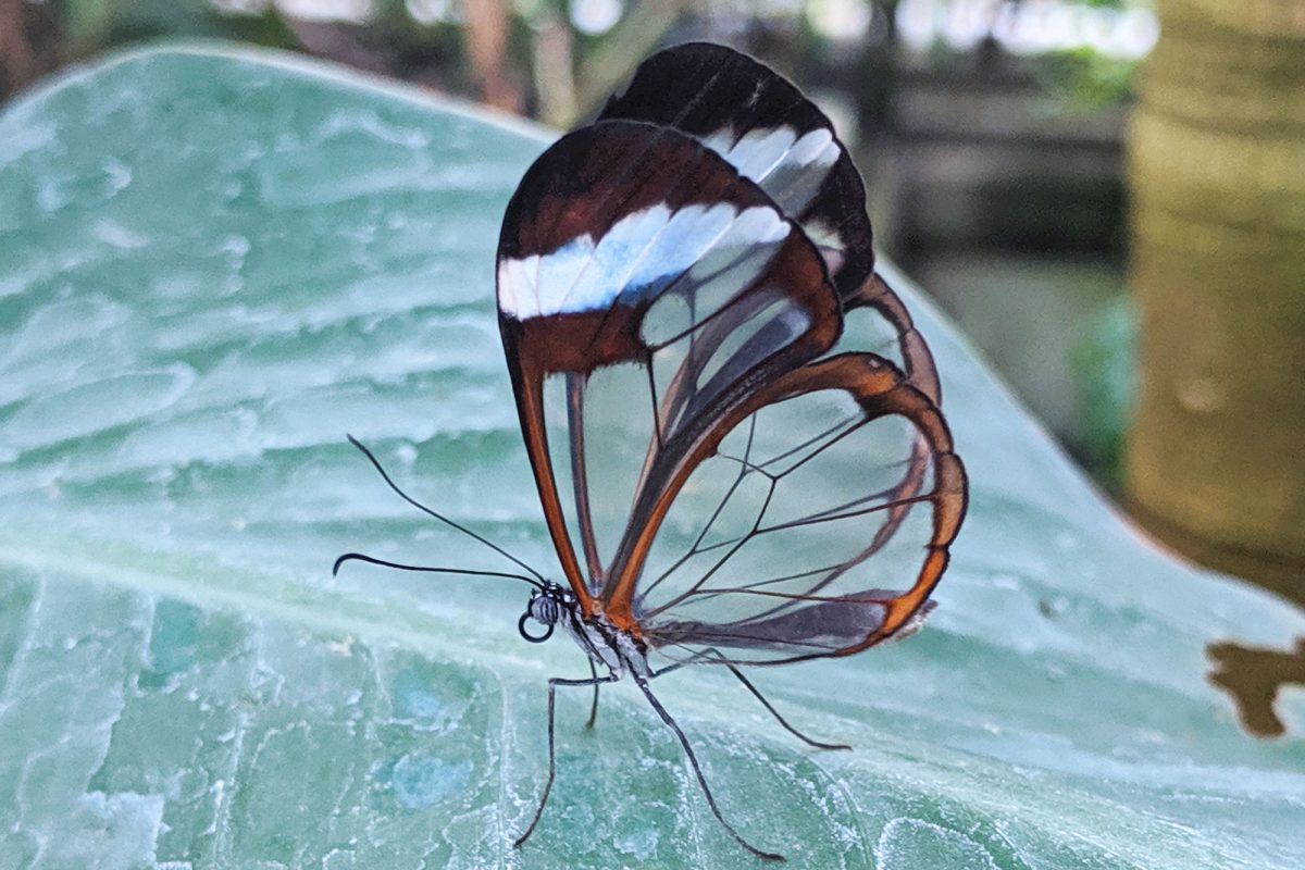 A butterfly with see through wings sat on a green water marked leaf.
