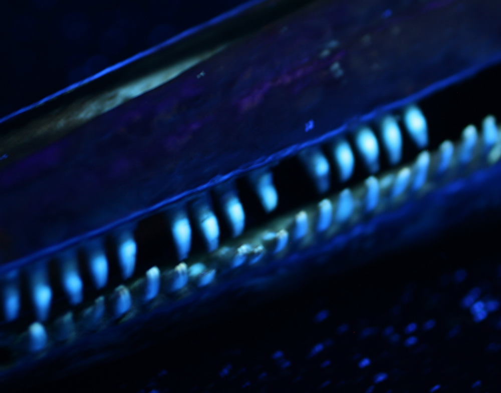 A close up of dolphin teeth under UV light