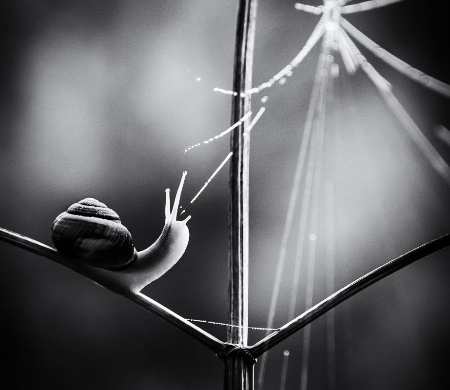 Black and white image of snail and web