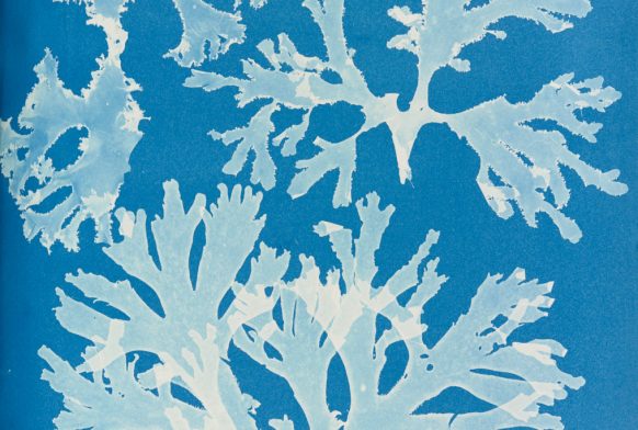 Celebrating Women in Science: Anna Atkins