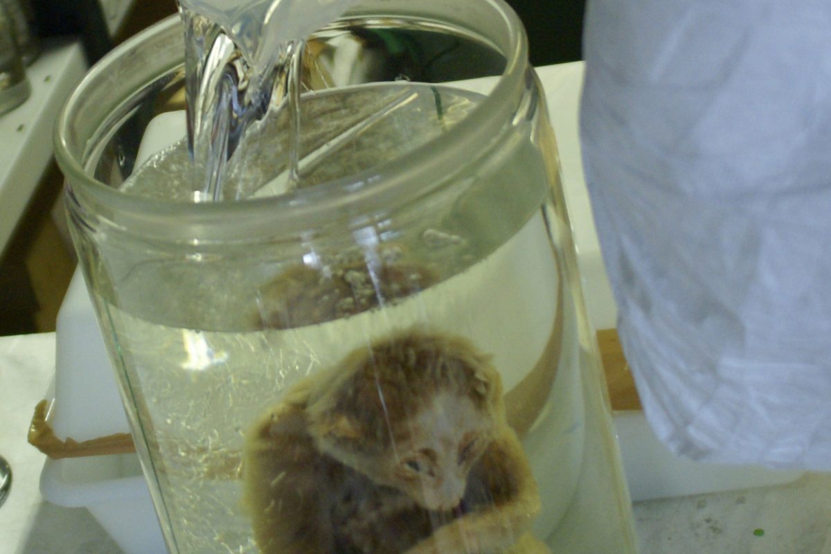 Wet specimen jar being refilled