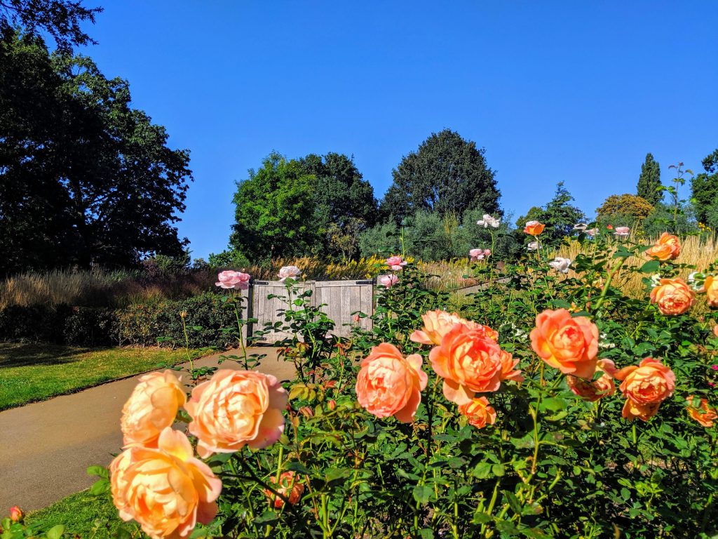 Big blooming peach roses in a flower bed with a path leading to a wooden gate behind them. The sky is blue and there are a few trees in the background