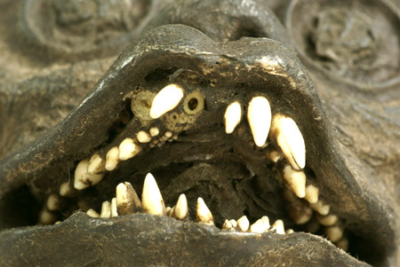 Close up of merman teeth