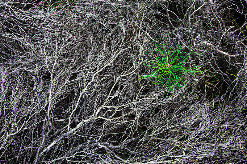 Dead roots with a patch of greenery