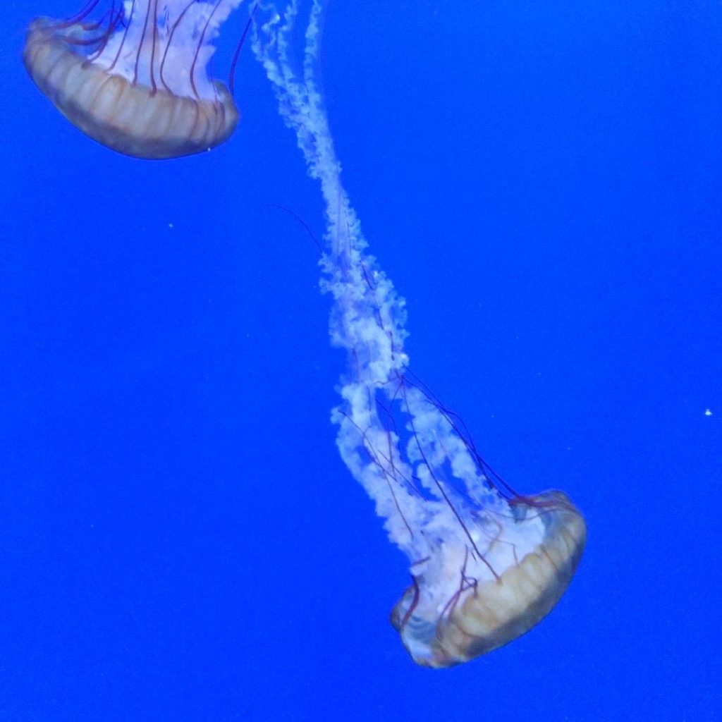 Two Jellyfish in blue tank.