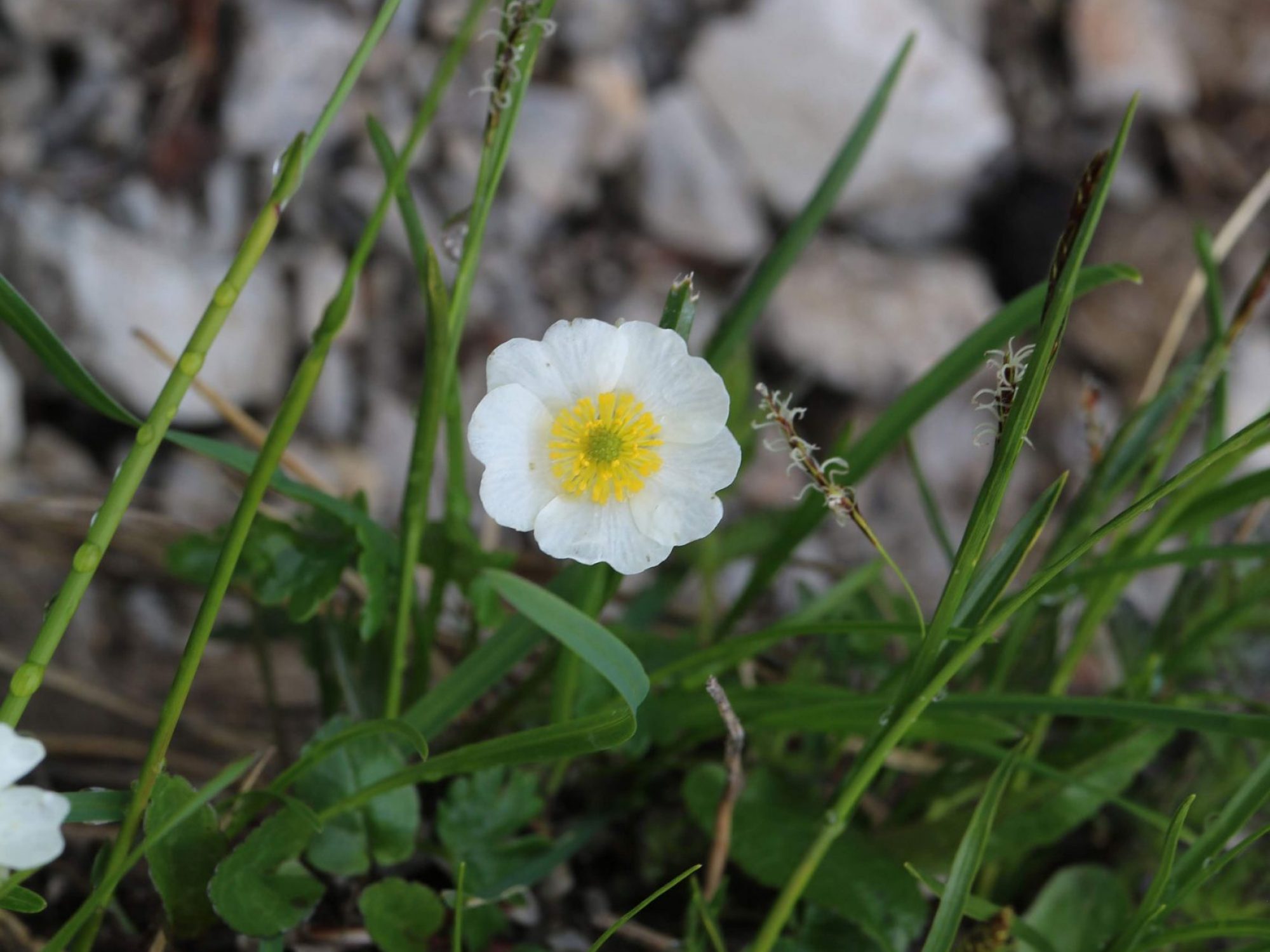 A solitary white flower with a yellow centre