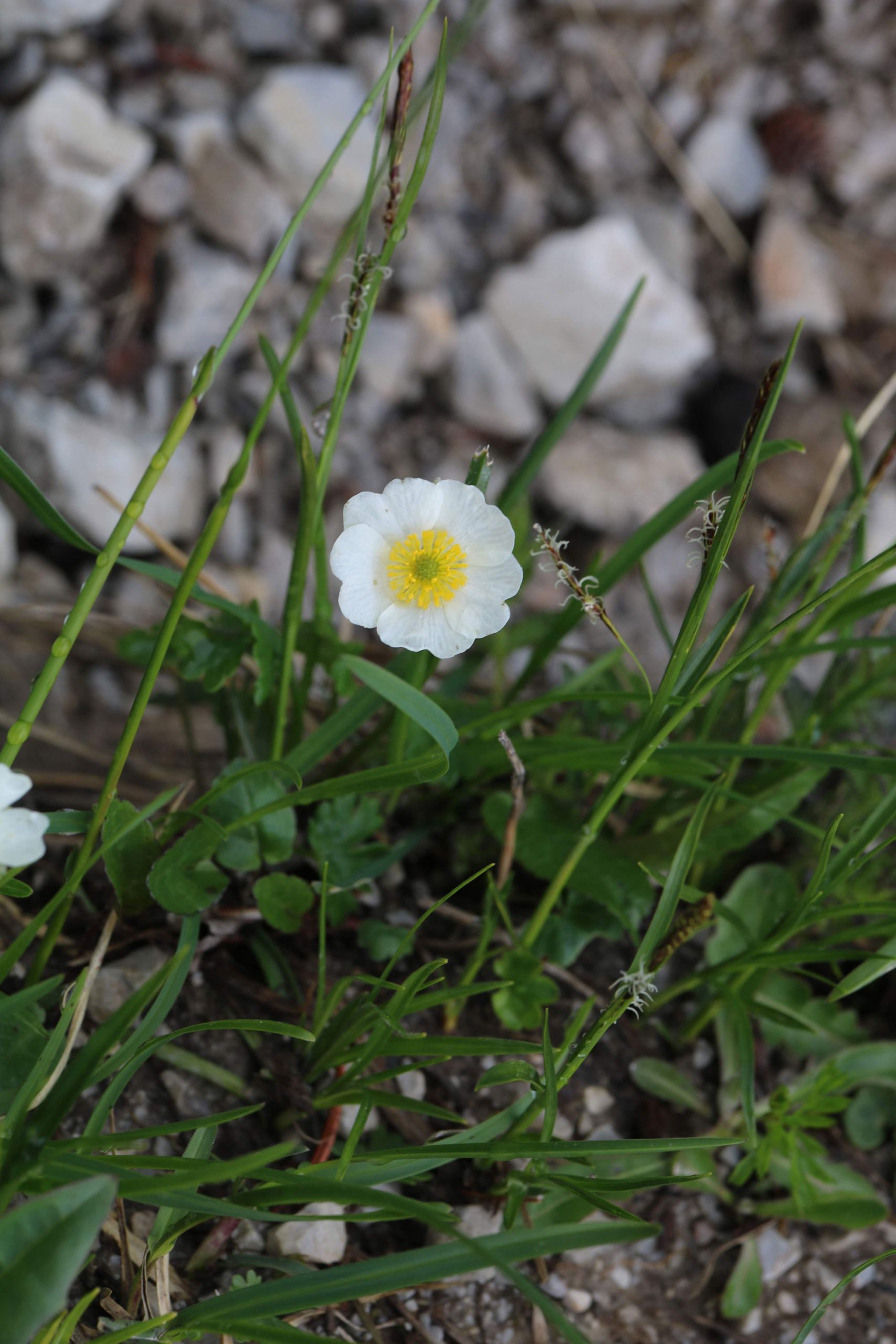 A solitary white flower with a yellow centre