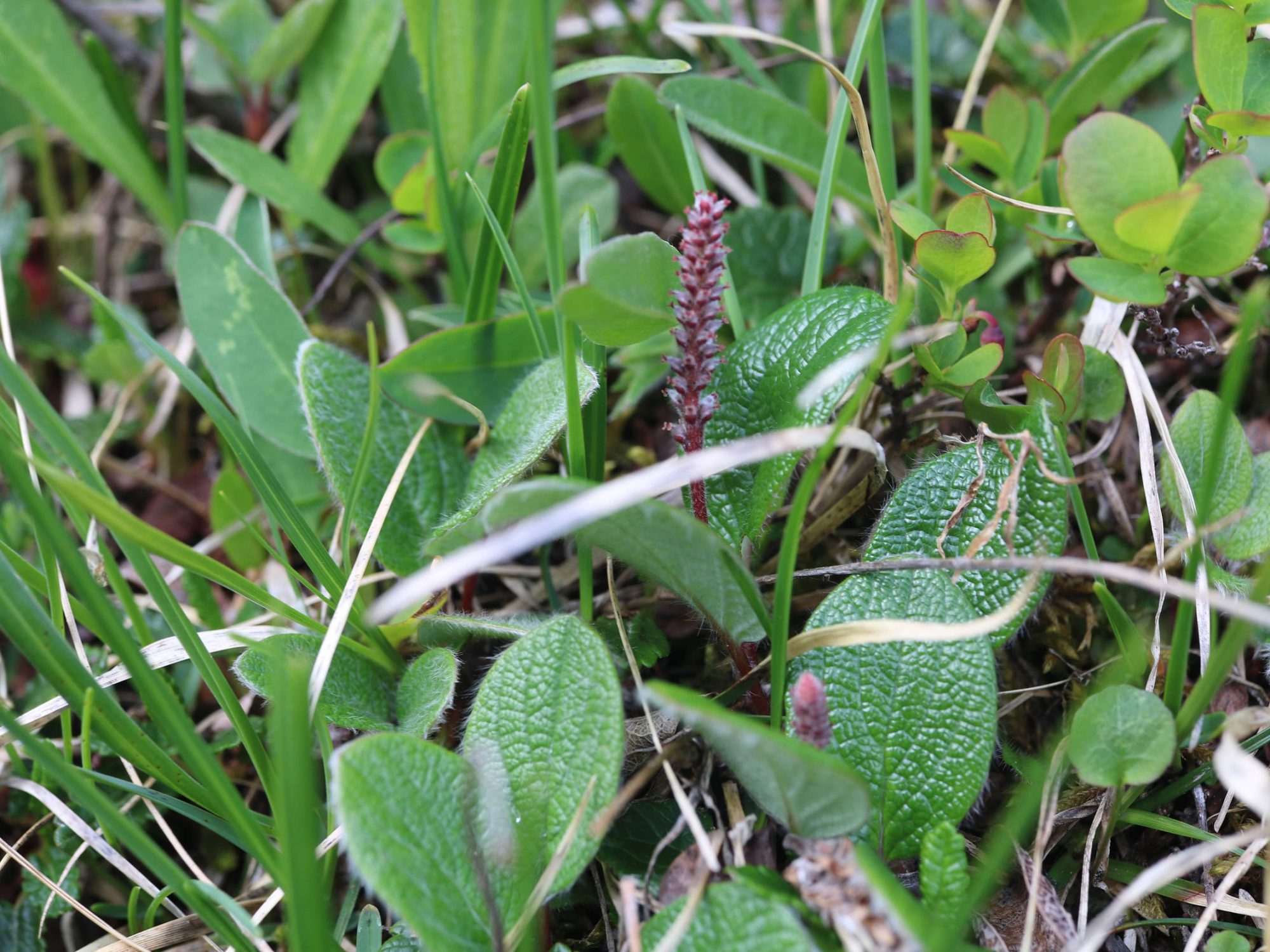 A small oval leaved plant with small flower stem