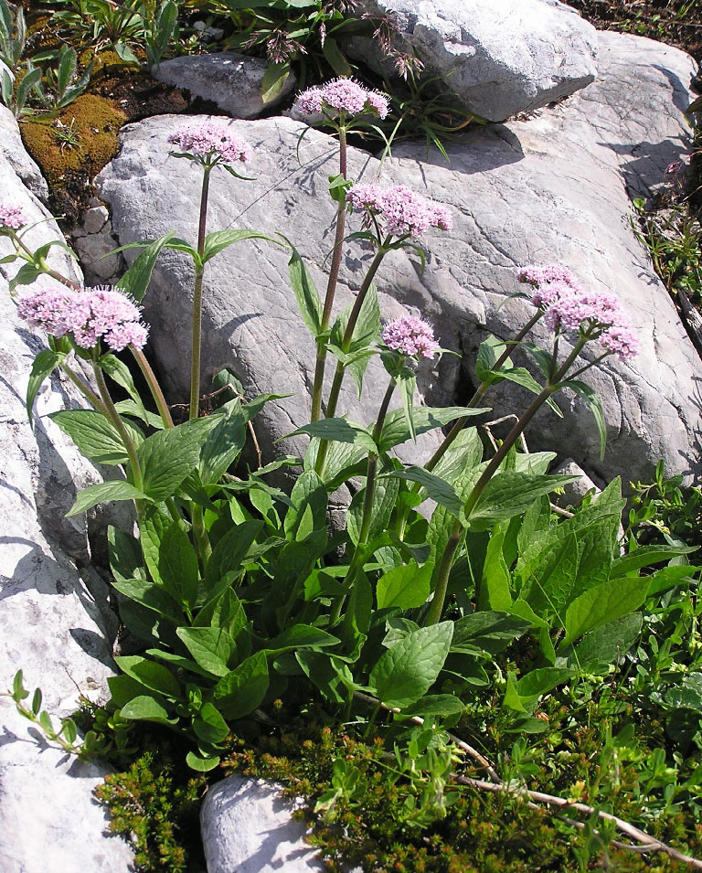 A leafy plant with small pale pink flowers in a rocky crevice.