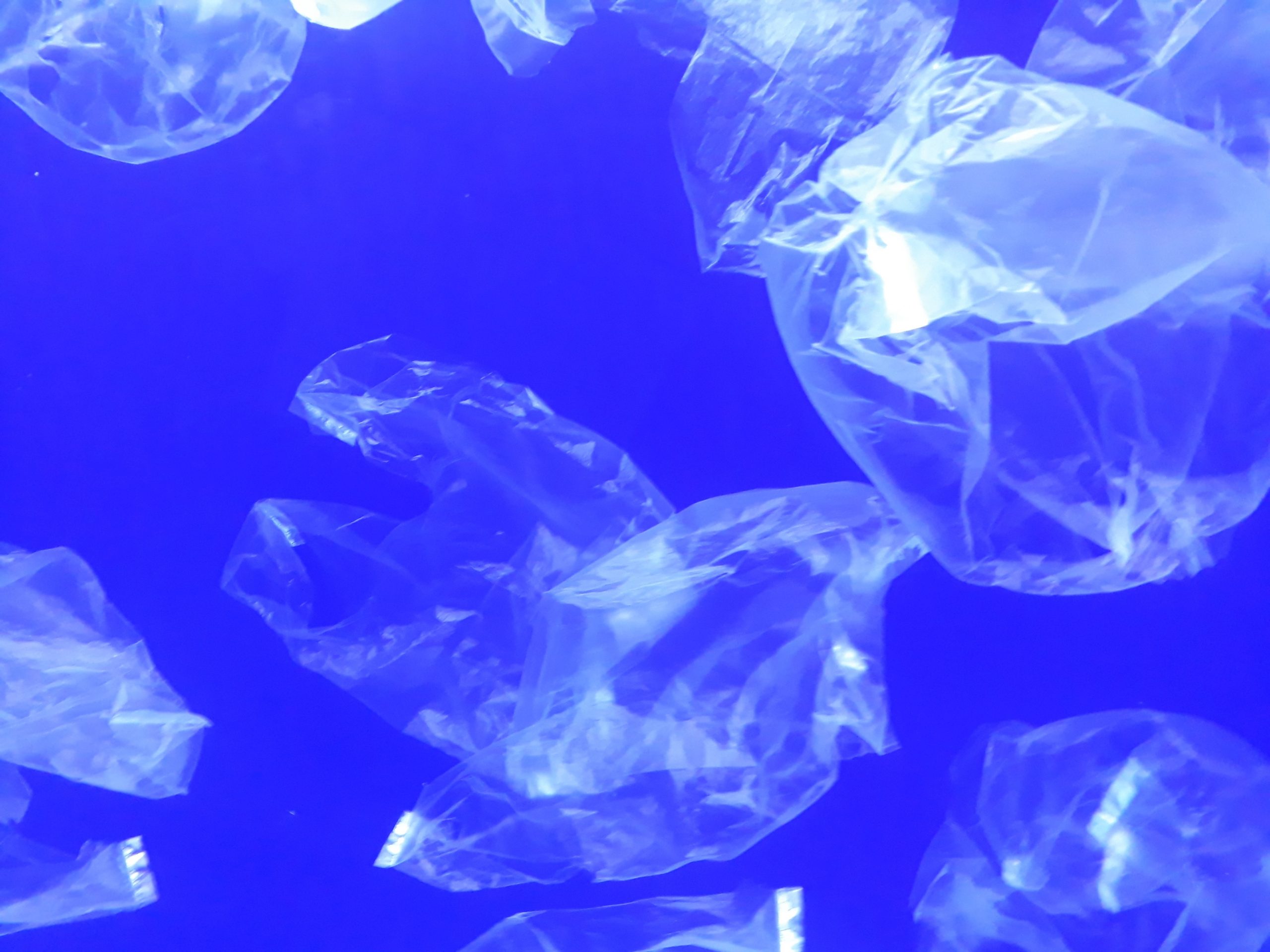 Plastic bags in tank, appearing to look like jellyfish
