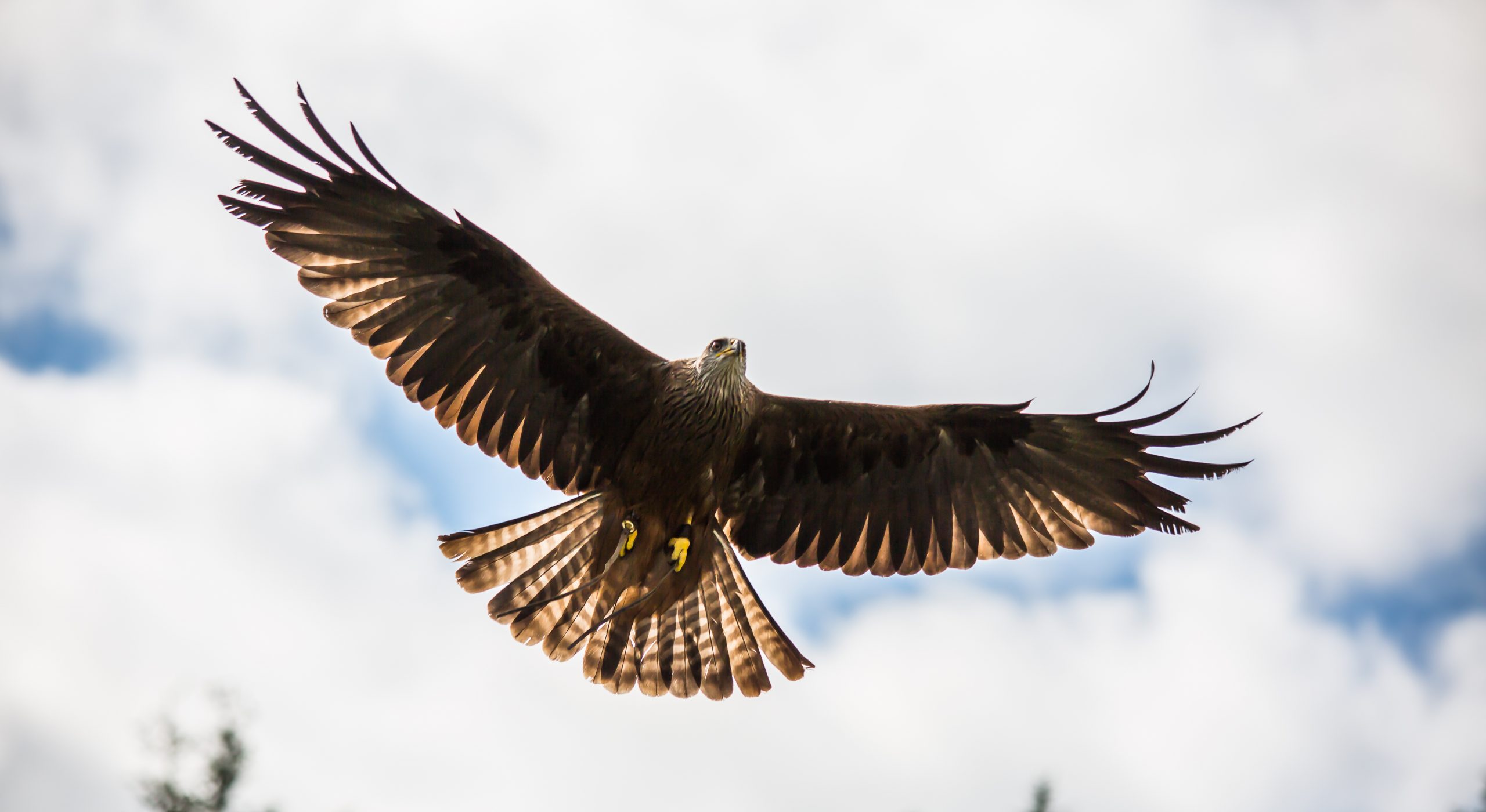 Red kite flying through the air