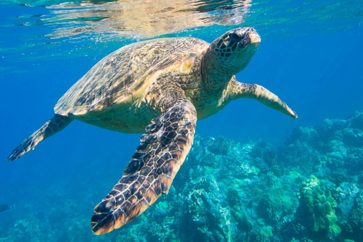 A sea turtle swimming in clear blue water