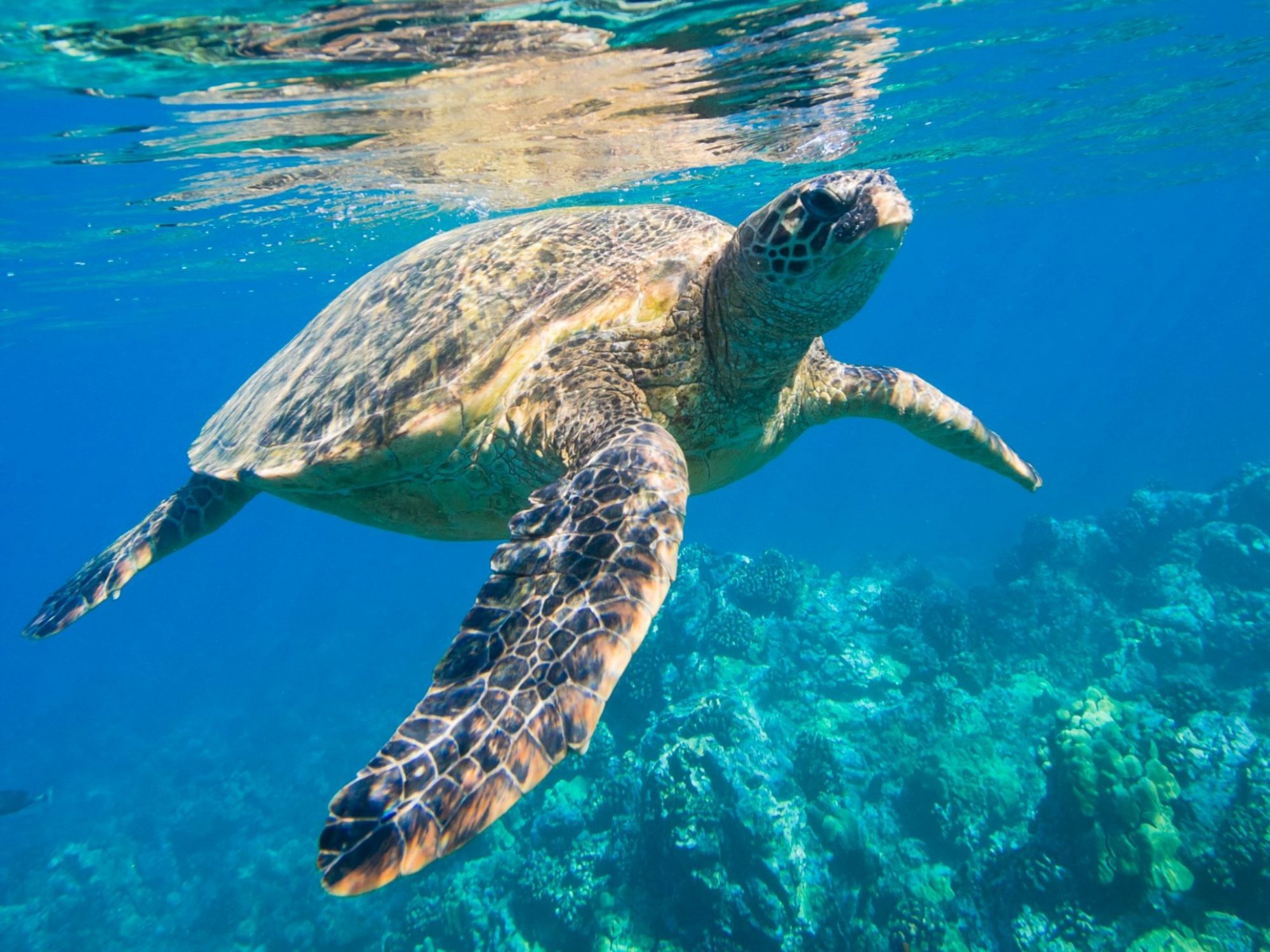 A sea turtle swimming in clear blue water