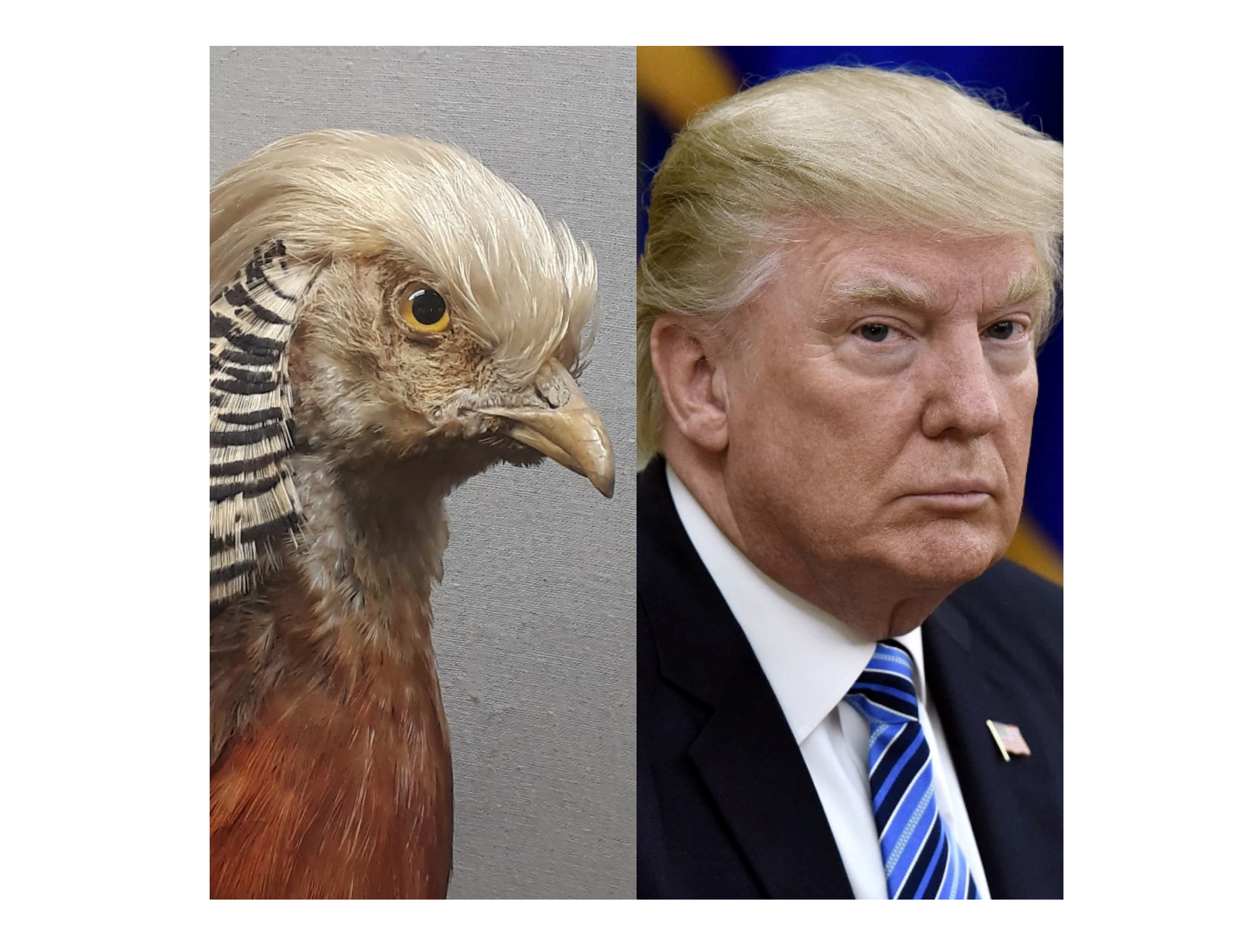 Taxidermy golden pheasant and man with blond hair, Trump