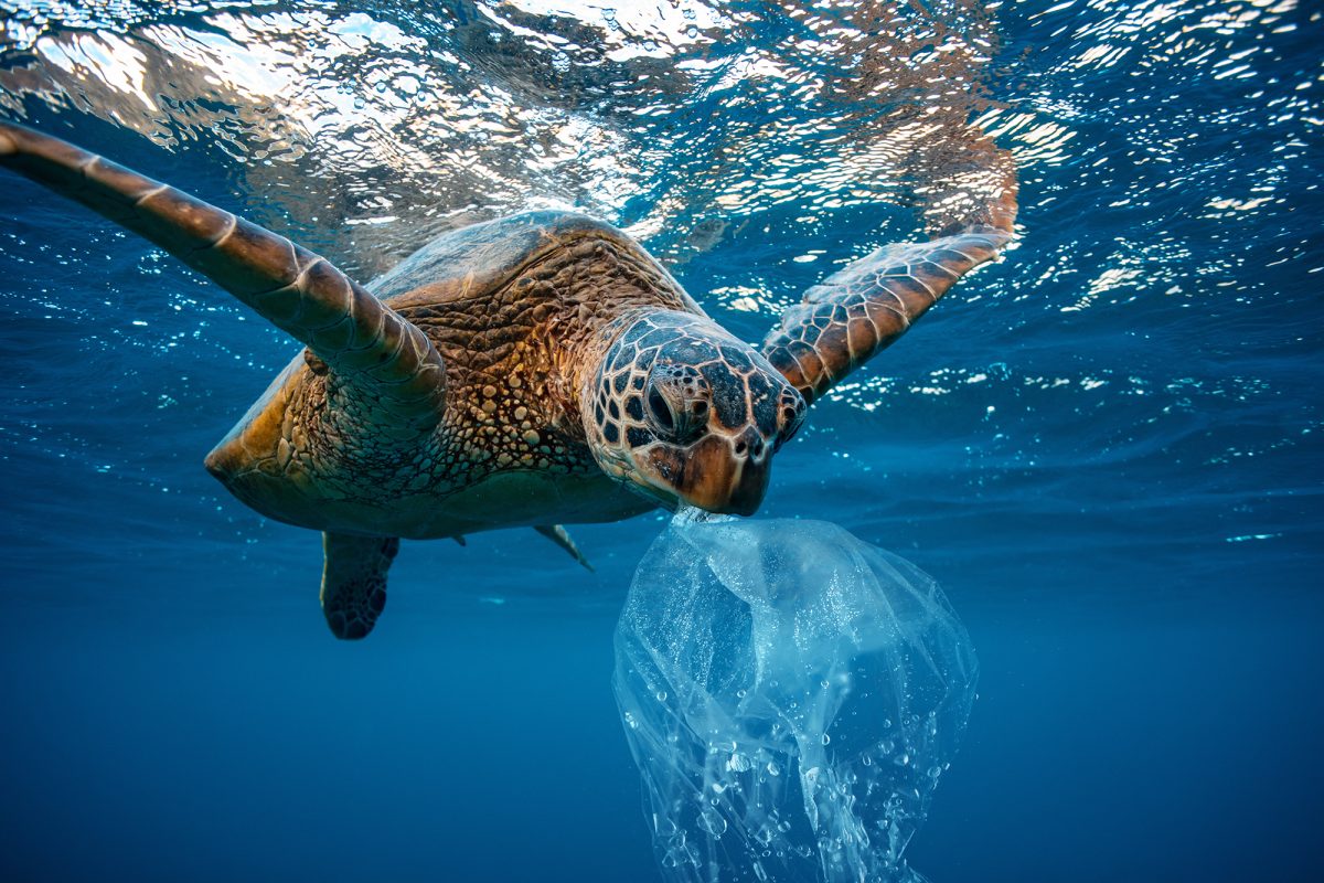 Sea Turtle with plastic bag in its mouth swimming in ocean.