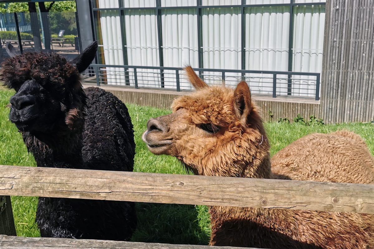 Two alpacas stand behind fence in a green area.