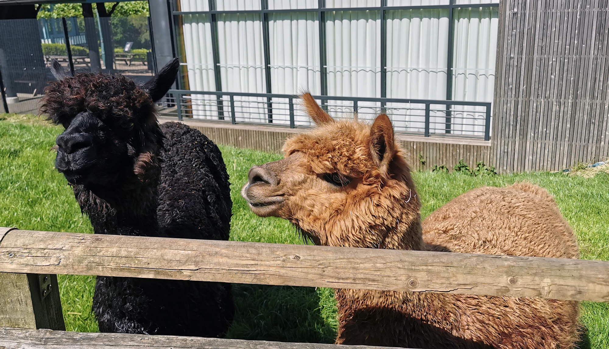 Two alpacas stand behind fence in a green area.