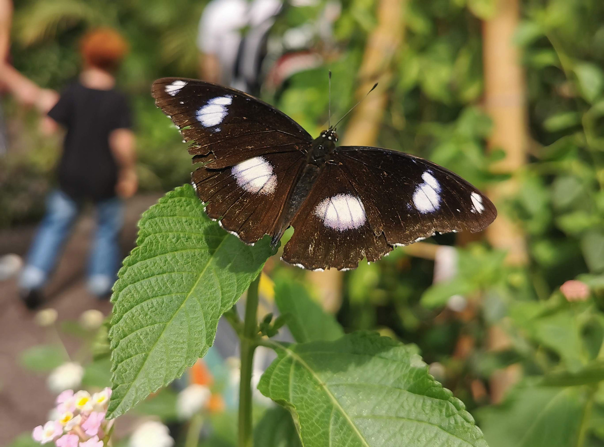 A butterfly with white spots on wings sits on green leaves in green area. In the background a family are walking into the distance. They appear blurry.