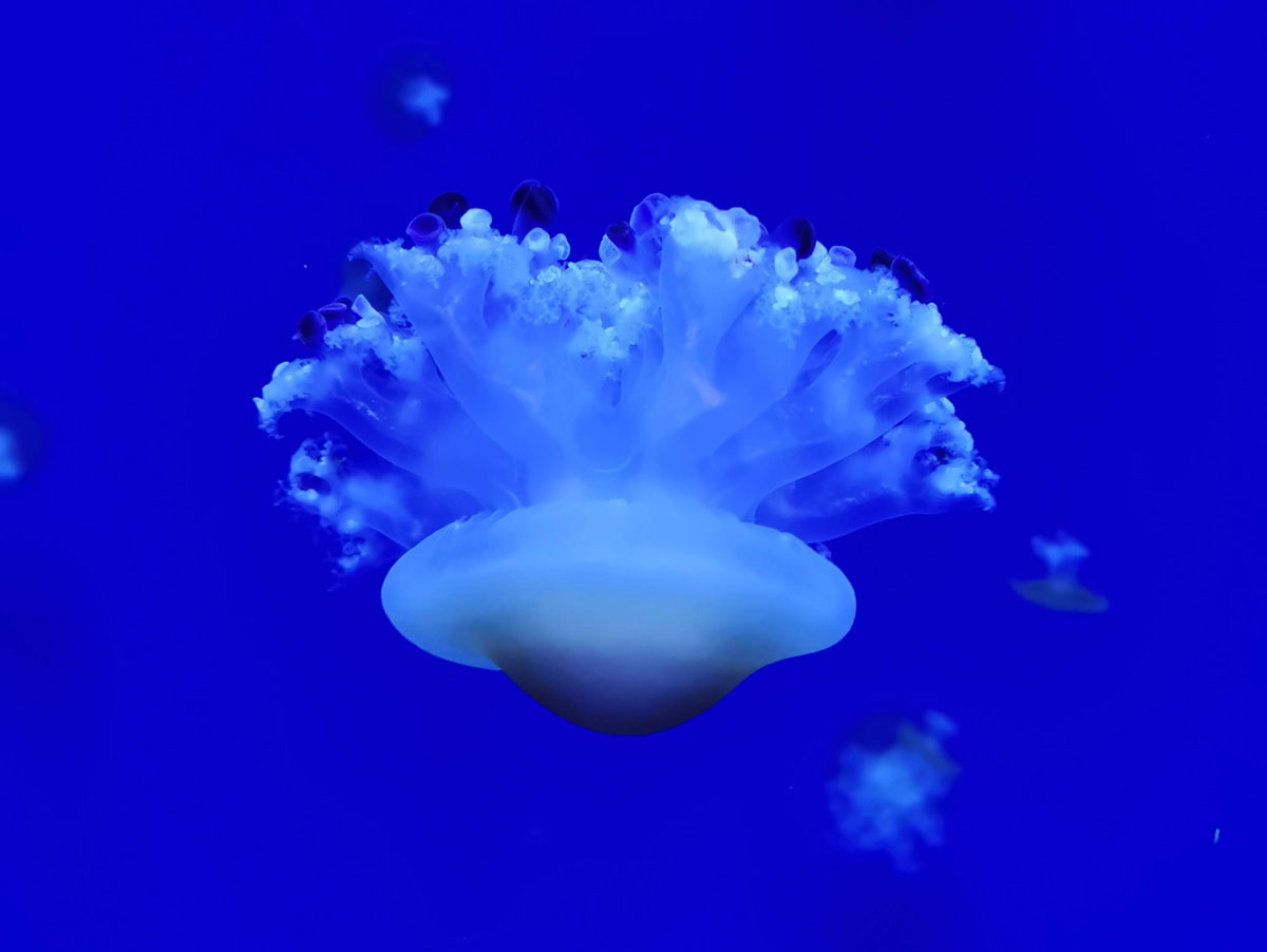 A dome-like animal, jellyfish swims downwards in a blue tank.