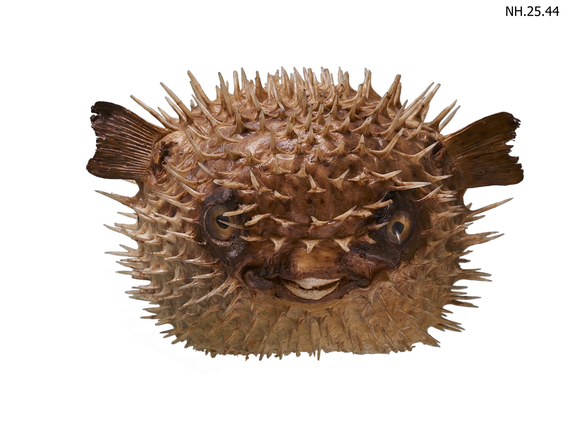 Porcupine fish