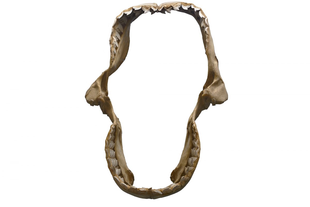 An open set of jaw bones from shark on a white background.