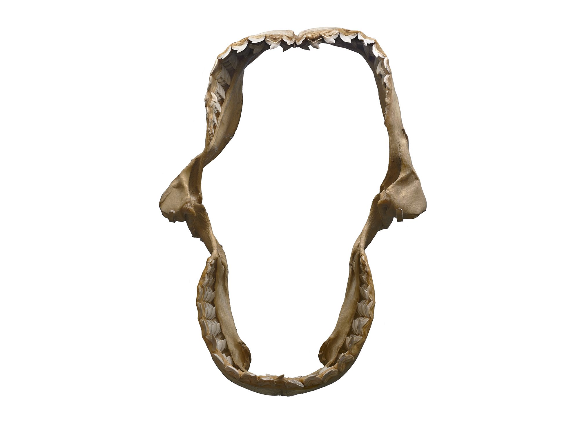 Shark teeth