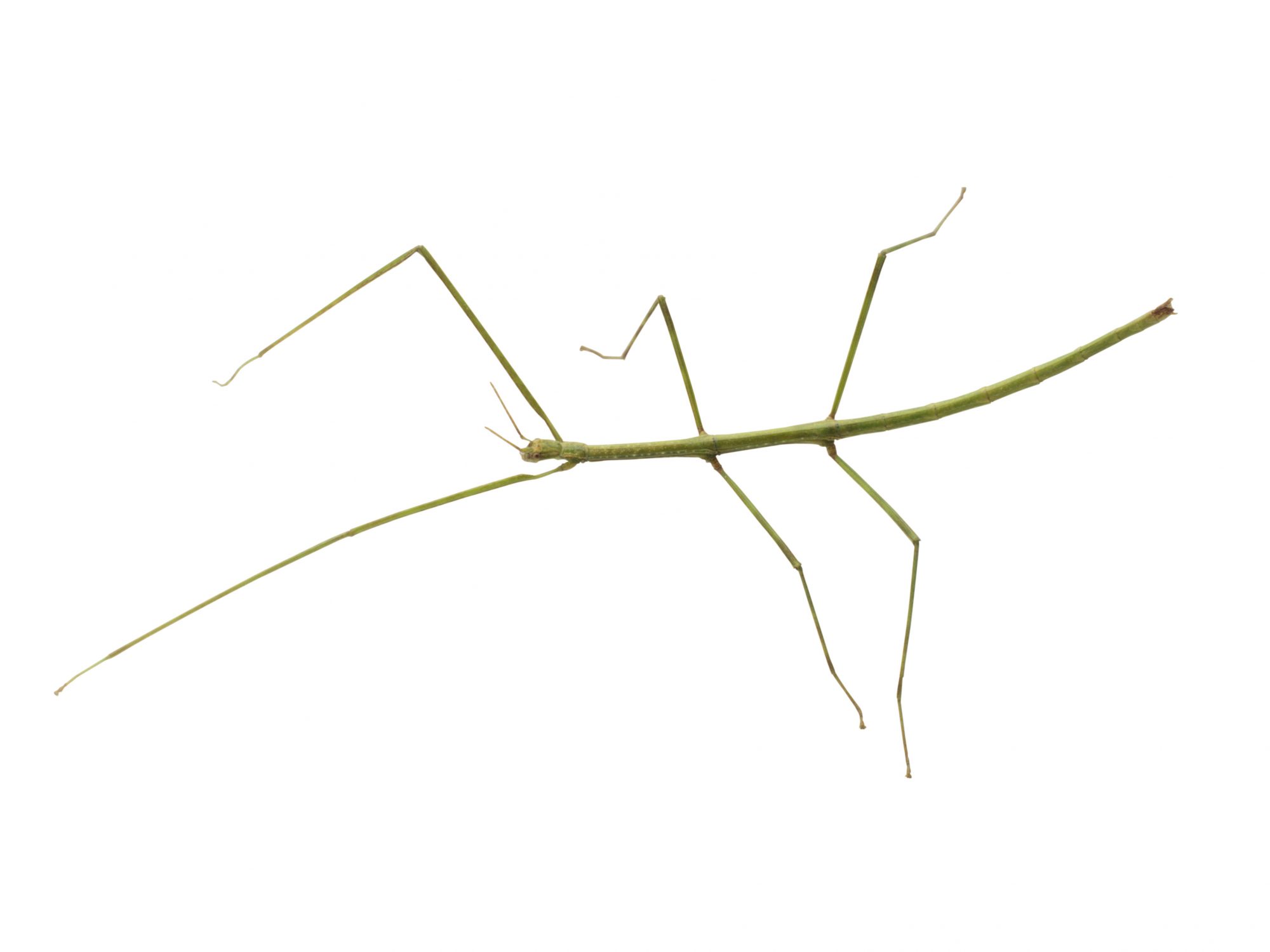 Stick insect