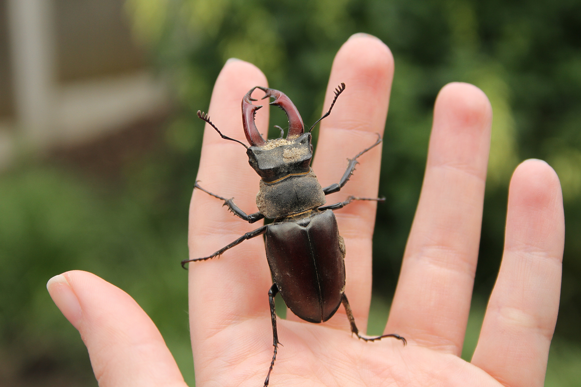 Nature Challenge Minibeasts Horniman Museum and Gardens