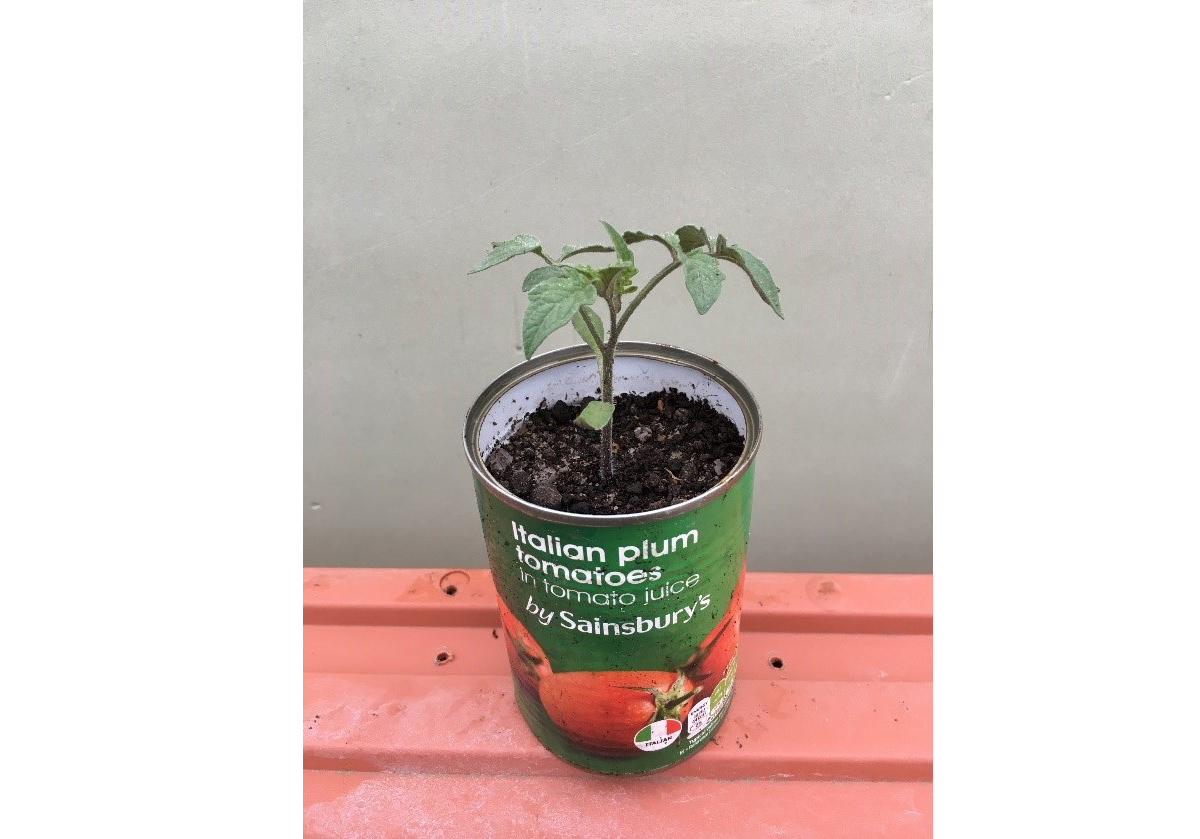 Tin reused as plant pot