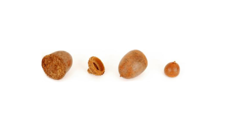 Four small acorns in a line on a white background.