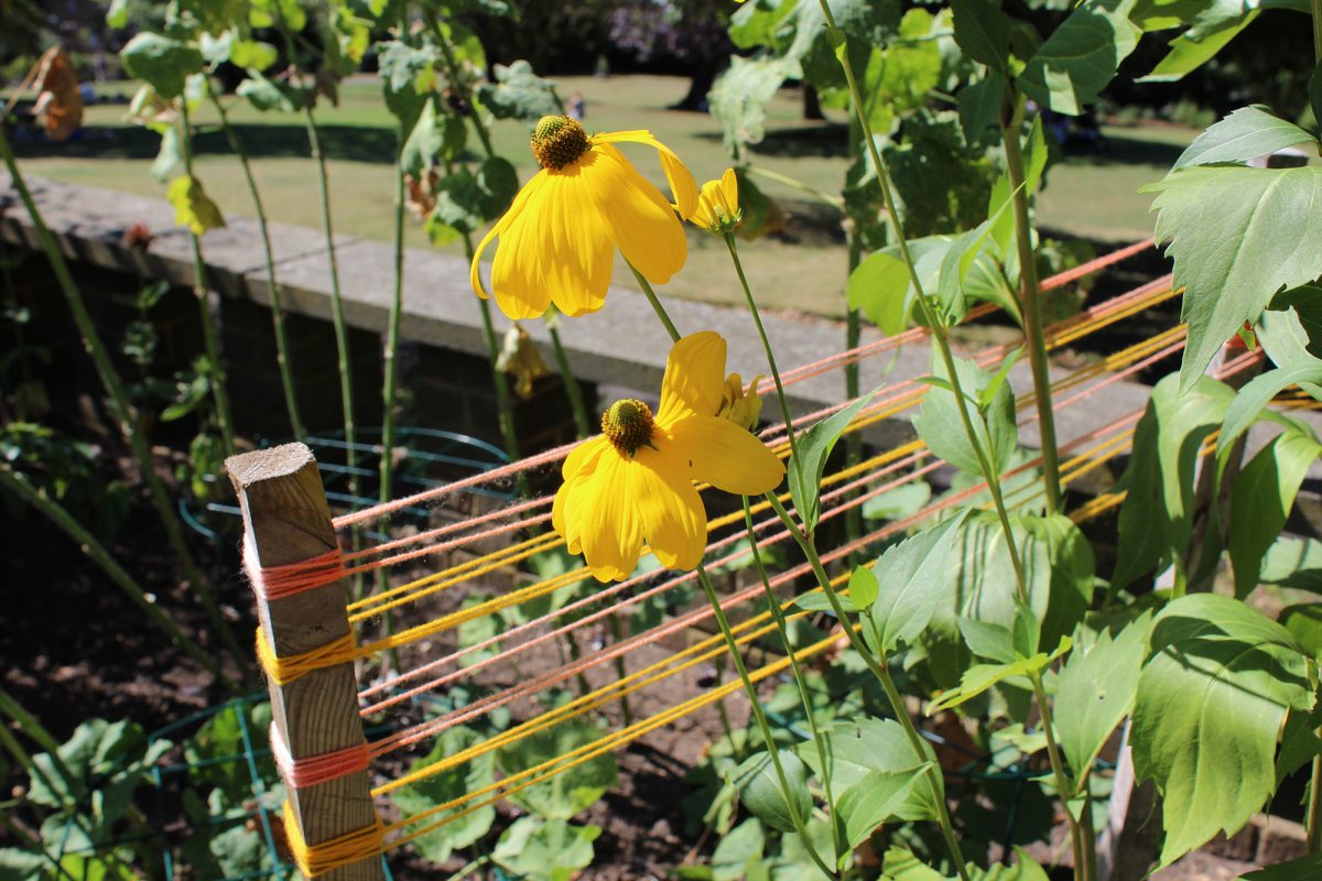 Two flowers in a green area next to thread tied up to demonstrate dyes made from plants