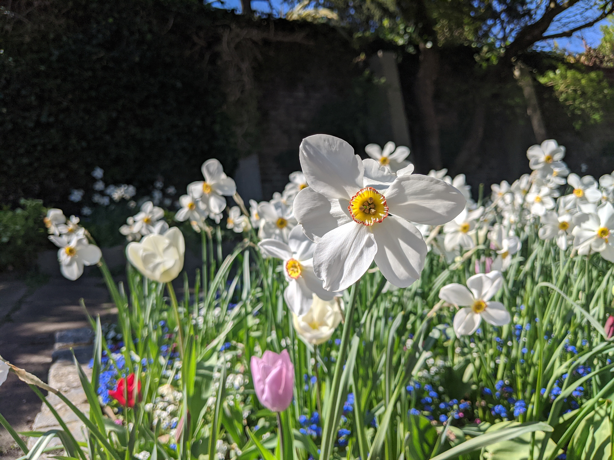 Clusters of flowers in a green area.