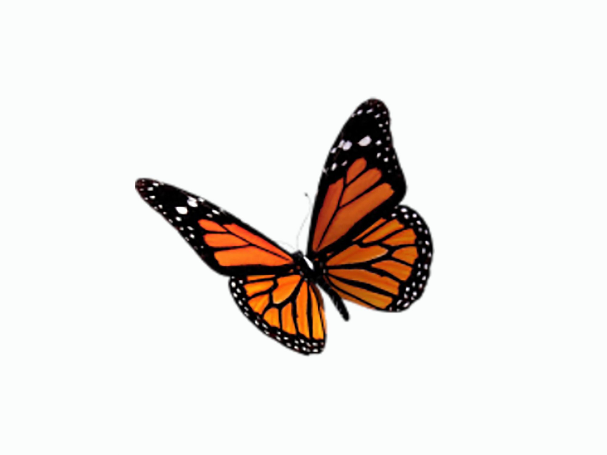 Illustration of orange monarch butterfly