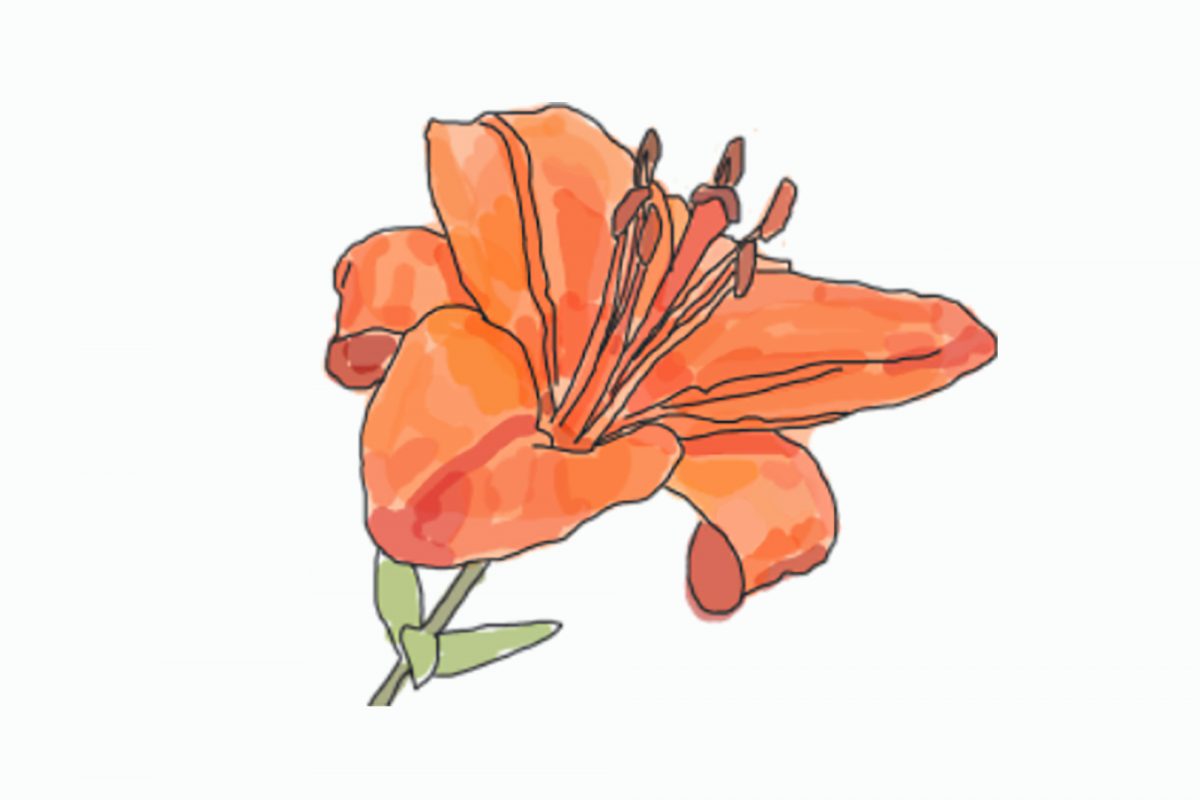 Illustration of a orange flower