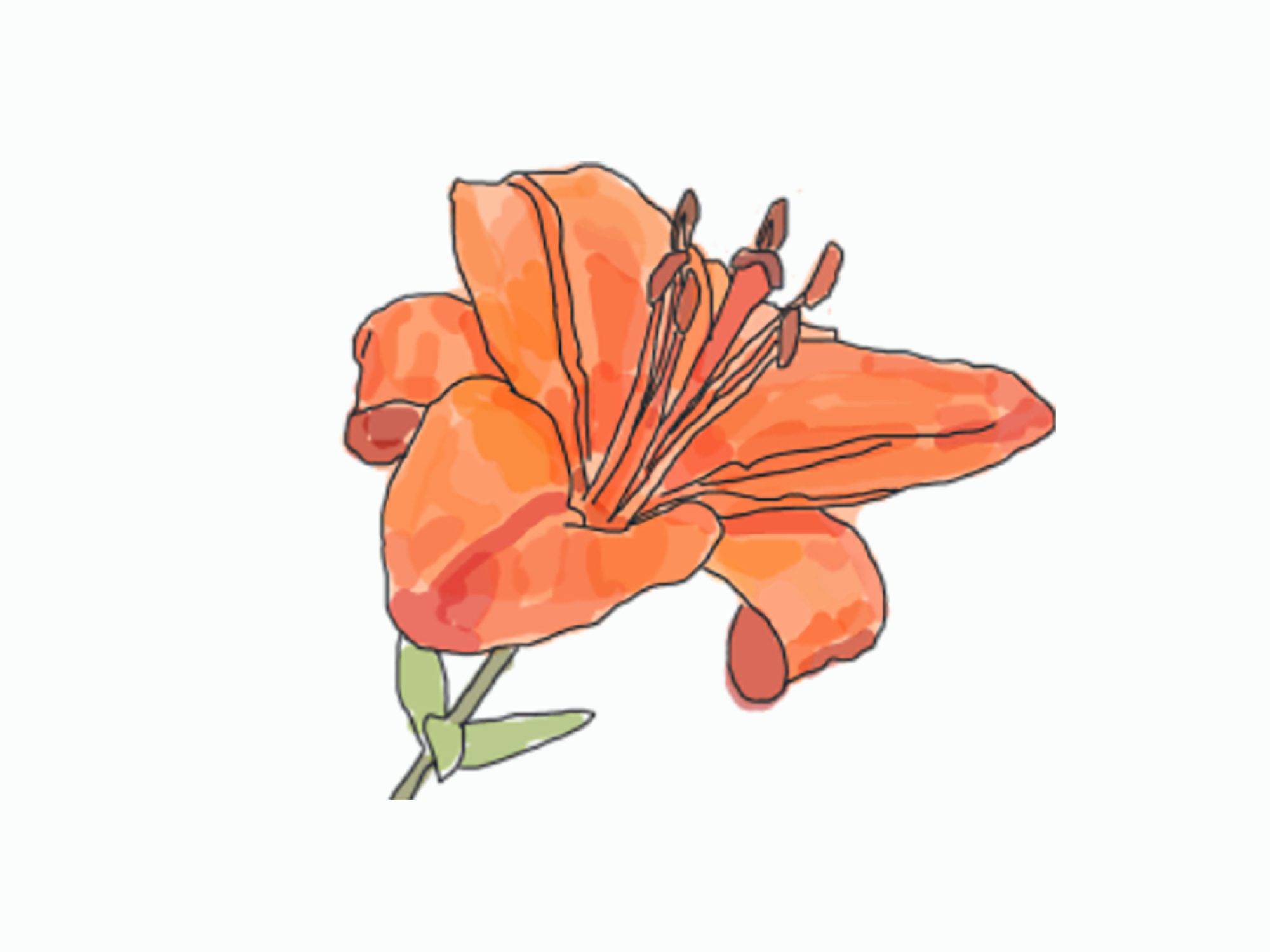 Illustration of a orange flower