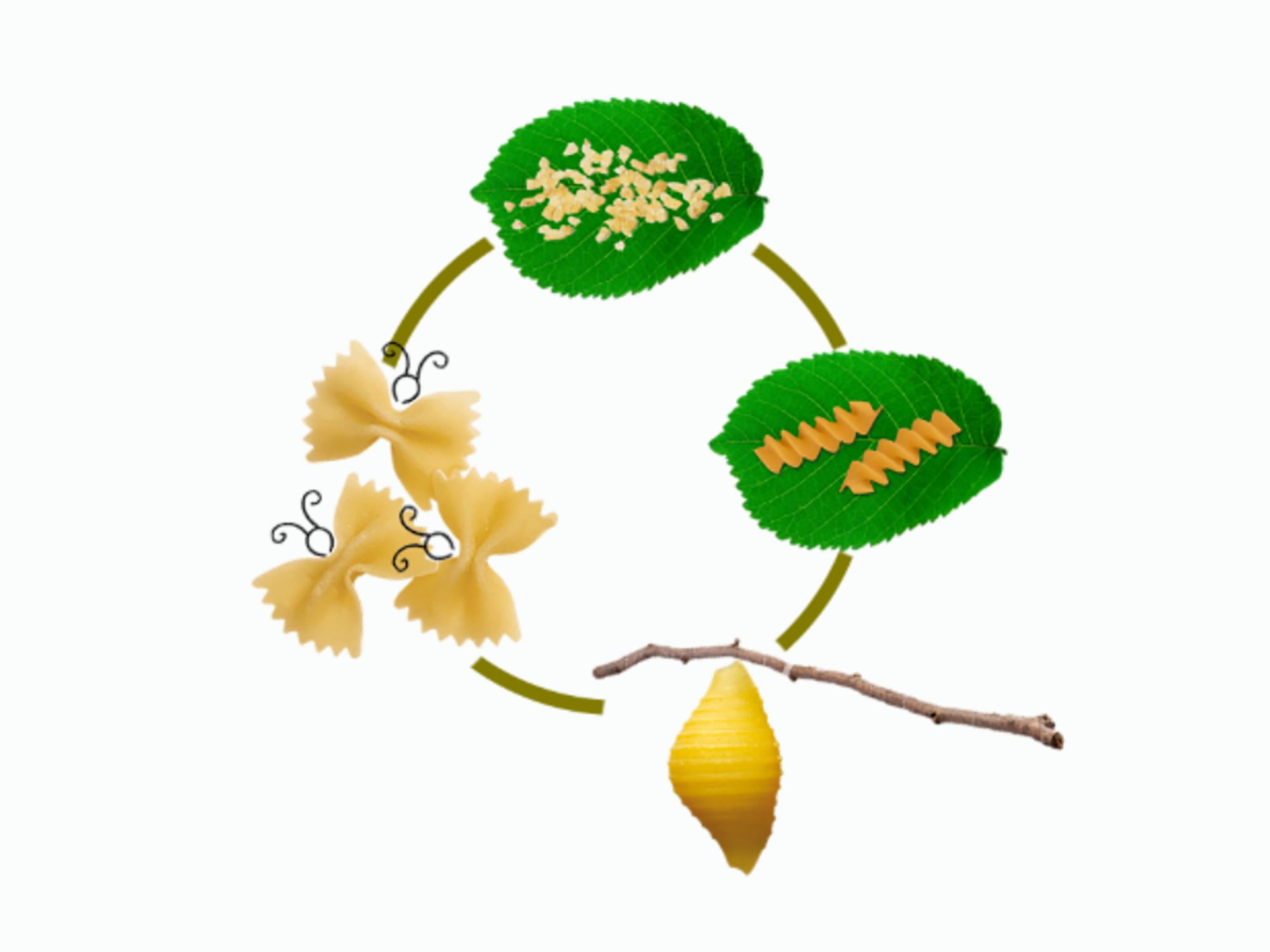 A diagram containing two leaves with pasta shapes on tip as well as a stick and pasta