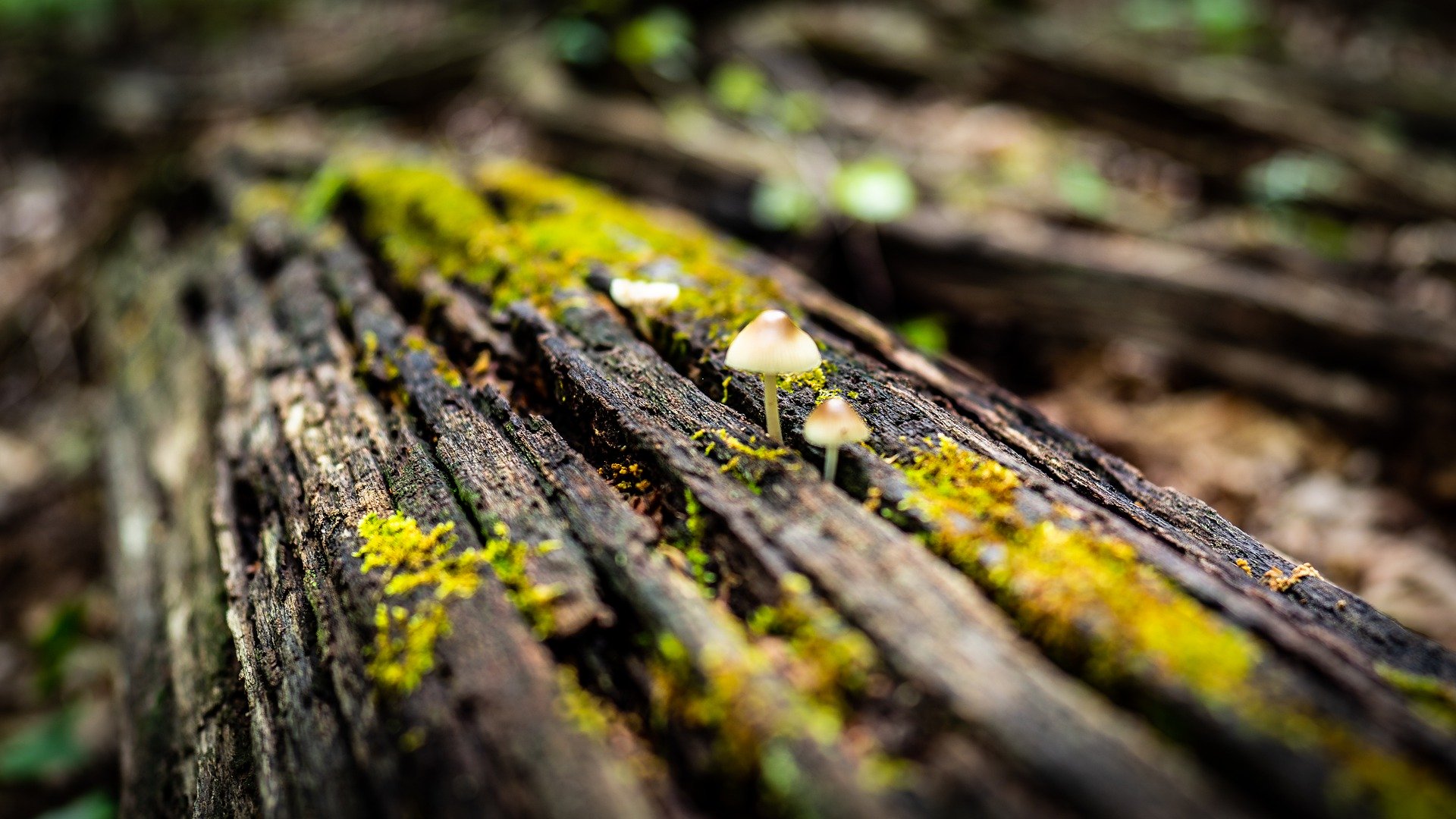 Mushrooms on dead log with lichens