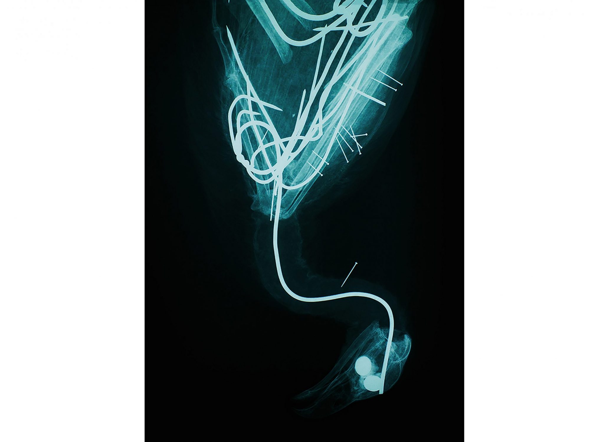 Black and blue hued xray image of bird skeleton.