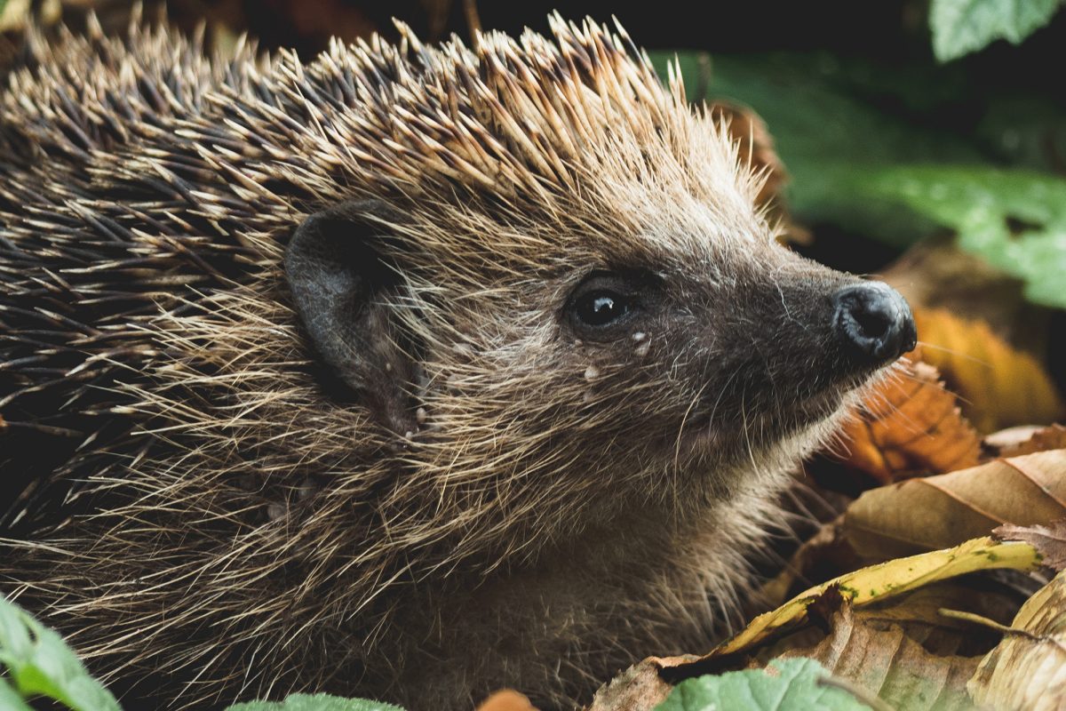 Hedgehog among leaves