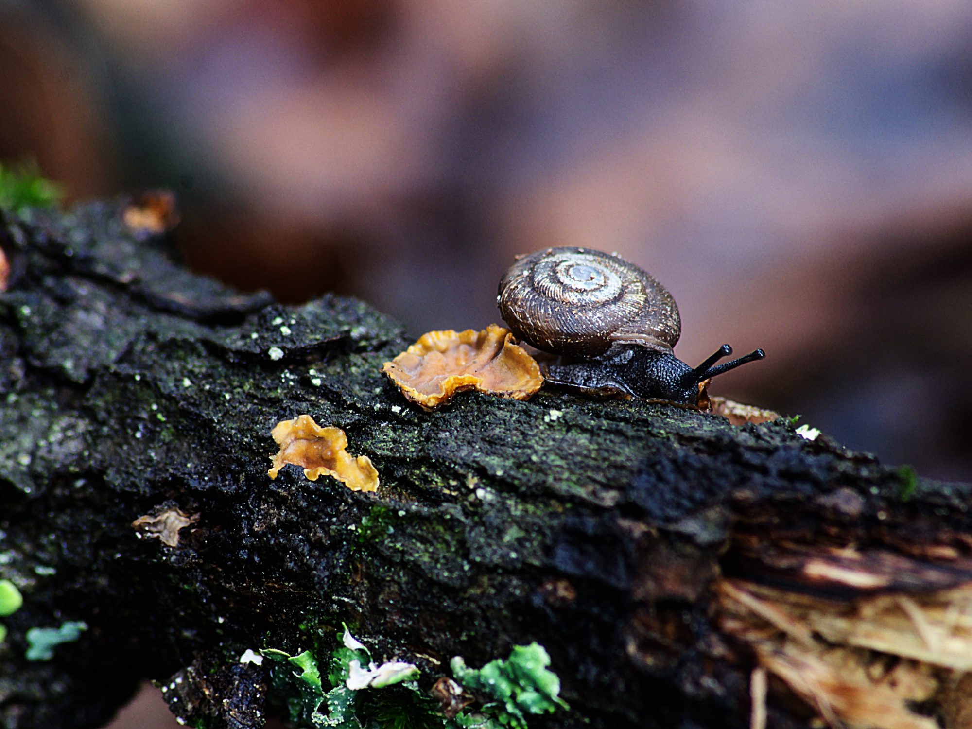 Snail on dead log, background is out pf focus