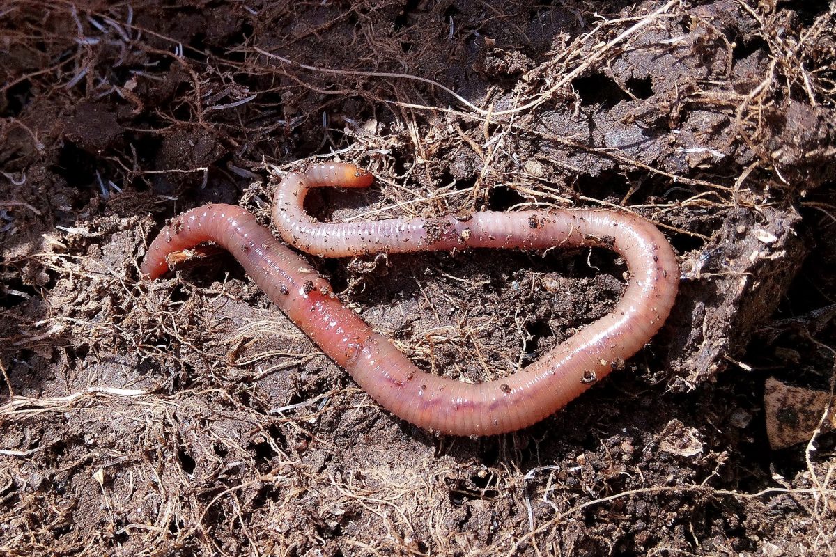 A long thin worm in curved shape slithering in dry mud