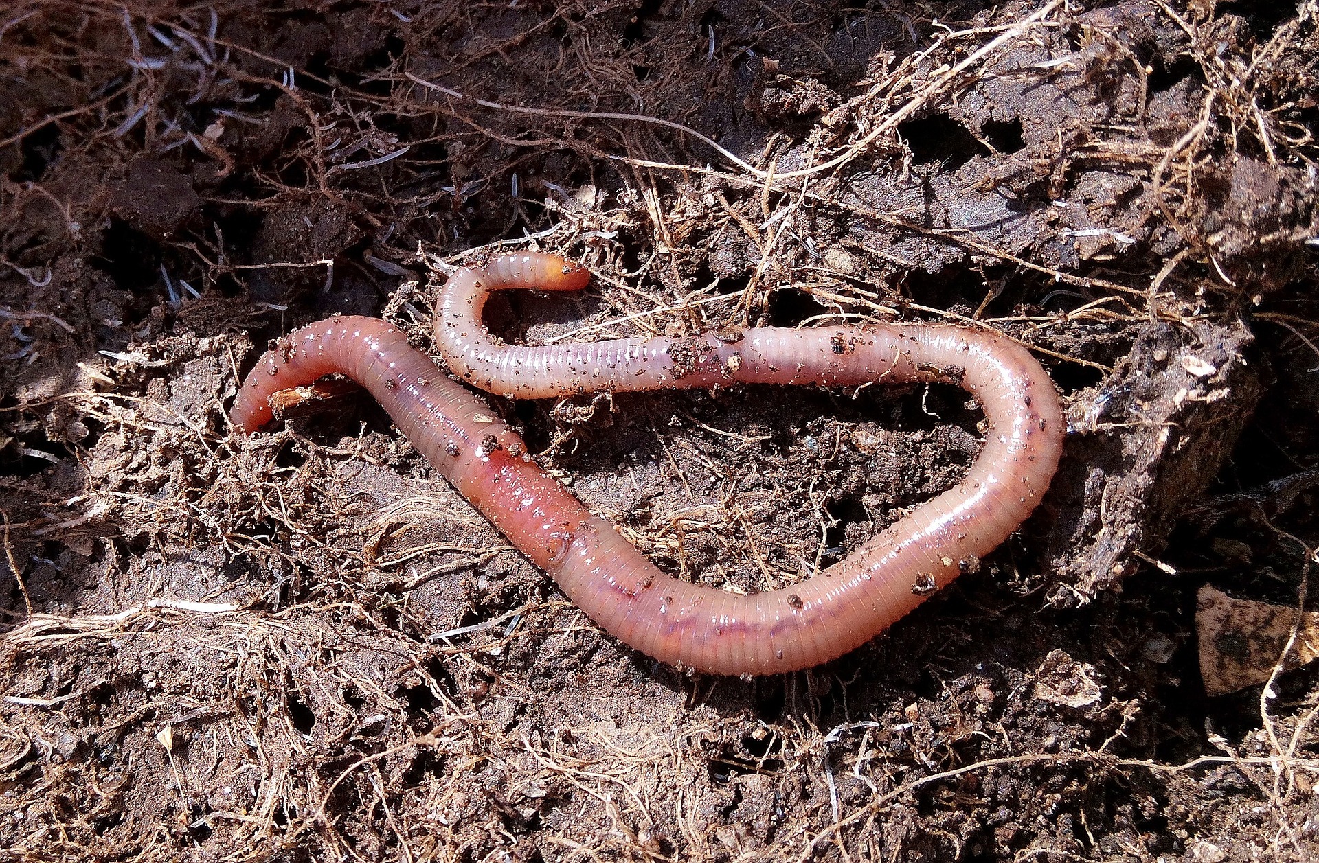 A long thin worm in curved shape slithering in dry mud