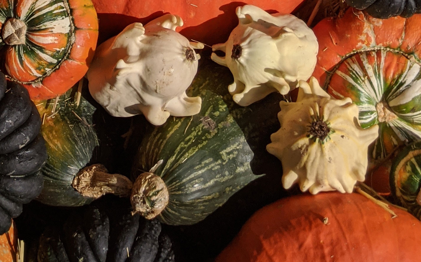 Dark squash and white small spiky gourds